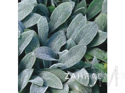Stachys byzantina  Čistec