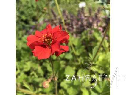 Geum chiloense 'Mrs J. Bradshaw (Feuerball)'  Kuklík chilský  'Mrs J. Bradshaw (Feuerball)'