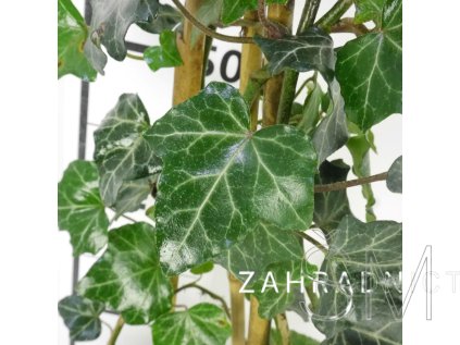 Hedera helix  Břečťan popínavý