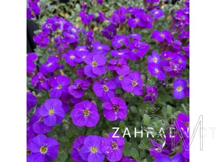 Aubrieta del. 'Cascade Blue'  Tařička kosníkovitá 'Cascade Blue'