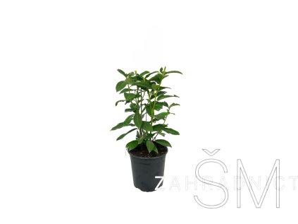 Prunus laur. 'Genolia'® Bobkovišeň 'Genolia'®