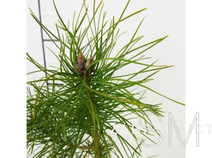 Pinus sylvestris  Borovice lesní