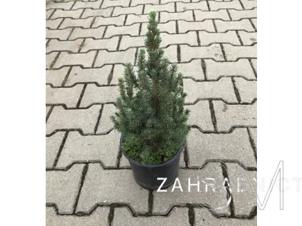 Picea glauca 'Sander's Blue'  Smrk sivý 'Sander's Blue'