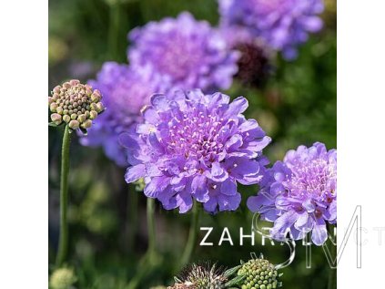 Scabiosa col. 'Flutter ™ Deep Blue'  Hlaváč 'Flutter ™ Deep Blue'