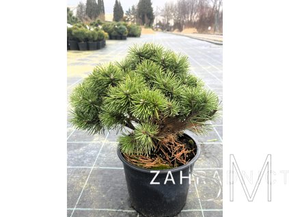 Pinus mugo 'Hnízdo'  Borovice kleč ´Hnízdo'