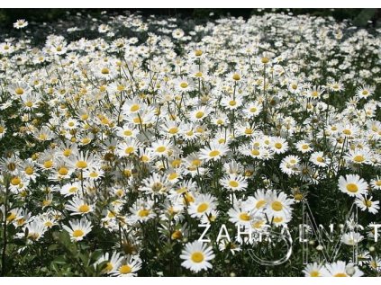 Leucanthemum vulg. 'May Queen'  Kopretina