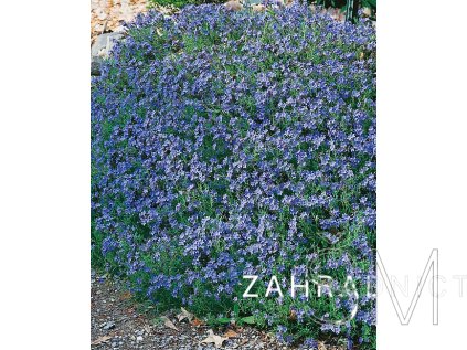 Lithodora diffusa 'Grace Ward'  Kamejka 'Grace Ward'