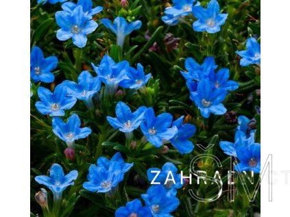 Lithodora diffusa LTD 'Tidepool Sky Blue'  Kamejka 'Tidepool Sky Blue'