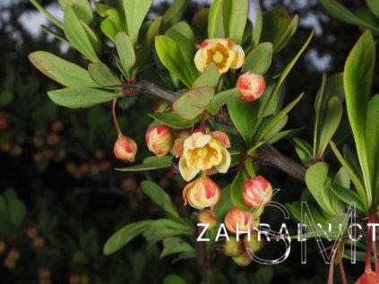Berberis thunbergii  Dřišťál thunbergův