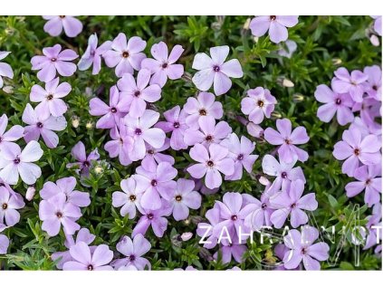 Phlox doug. 'Lilac Cloud'  Plamenka