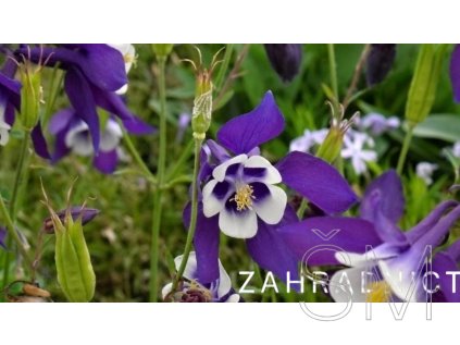Aquilegia caer. 'S.M. Navy and White'  Orlíček velkokvětý 'S.M. Navy and White'