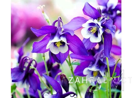 Aquilegia alpina 'Navy Blue'  Orlíček alpský 'Navy Blue'