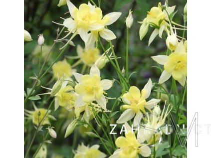 Aquilegia caer. 'S.M. Yellow'  Orlíček velkokvětý 'S.M. Yellow'