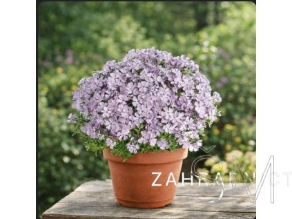 Phlox sub. 'Fabulous White Light Rose'  Plamenka šídlovitá