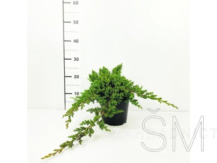 Juniperus procumbens 'Nana'  Jalovec polehlý  'Nana'