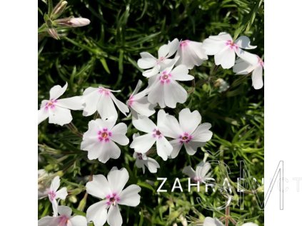 Phlox sub. 'Amazing Grace'  Plamenka  'Amazing Grace'