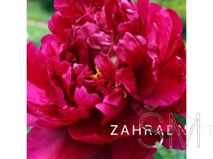 Paeonia lactiflora 'Adolphe Rousseau'  Pivoňka červená plná