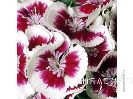 Dianthus barb. 'Barbarini® Red Picotee'  Hvozdík vousatý 'Barbarini® Red Picotee'