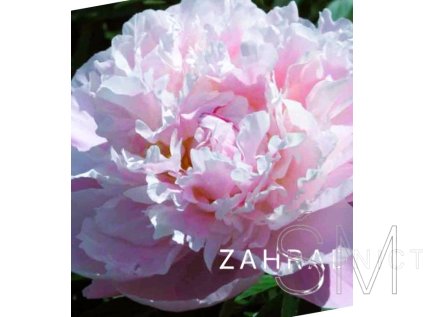 Paeonia lactiflora 'Catharina Fontijn'  Pivoňka sv. růžová plná