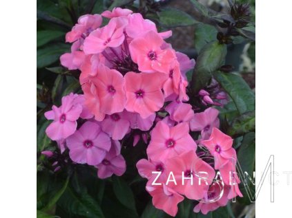 Phlox pan. 'S.S.® Orange Rose  Plamenka