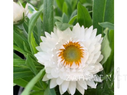 Bracteantha bracteata 'Mohave White'  Smil (slaměnka)  'Mohave White'