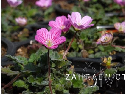Erodium var. 'Bishops Form'  Pumpava proměnlivá