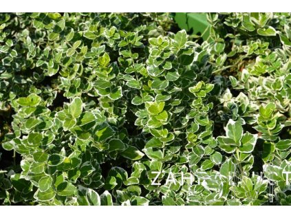 Euonymus fort. 'Emerald Gaiety'  Brslen Fortuneův 'Emerald Gaiety'