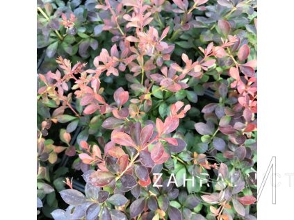 Berberis thunbergii 'Atropurpurea Nana'  Dřišťál Thunbergův 'Atropurpurea Nana'