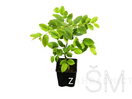 Carpinus betulus  Habr obecný