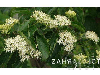 Cornus sanguinea  svída krvavá