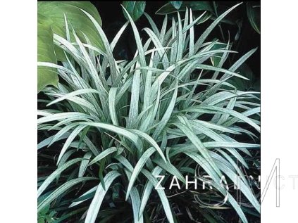 Liriope musc. 'Okina'  Podzimní modřenec