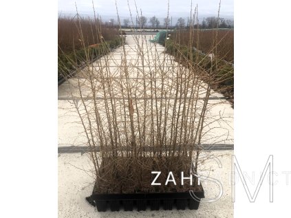 Larix decidua  Modřín opadavý (evropský)