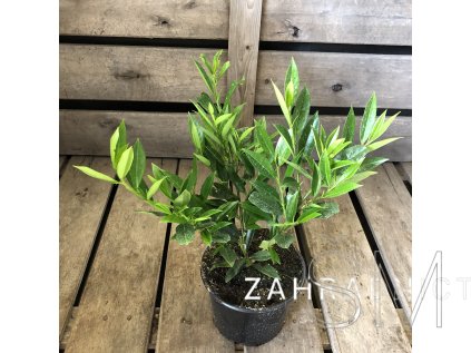 Prunus laurocerasus 'Otto Luyken'  Slivoň - Bobkovišeň lékařská 'Otto Luyken'