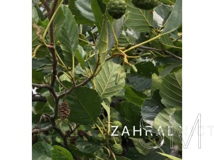 Alnus incana  Olše šedá