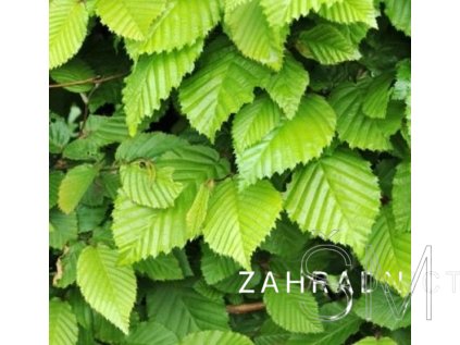 Carpinus betulus 'Frans Fontaine'  Habr obecný 'Frans Fontaine'