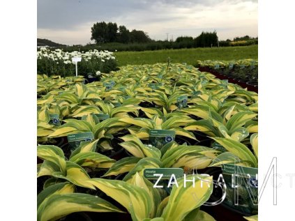 Hosta 'Great Expectations'  Bohyška  'Great Expectations'