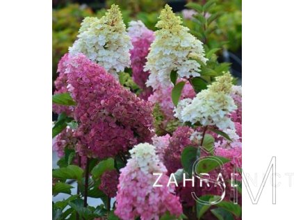 Hydrangea paniculata 'Fraise Melba'® PBR  Hortenzie latnatá  'Fraise Melba' PBR