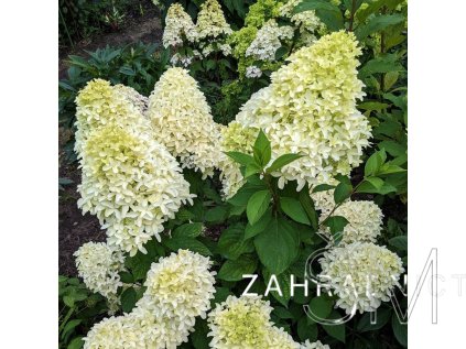 Hydrangea paniculata 'Polar Bear'  Hortenzie latnatá 'Polar Bear'
