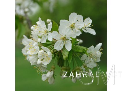 Prunus avium  Slivoň- Třešeň ptačí