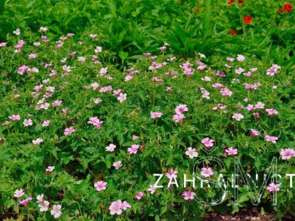 Geranium oxon. 'Rose Clair'  Kakost oxfodský 'Rose Clair'