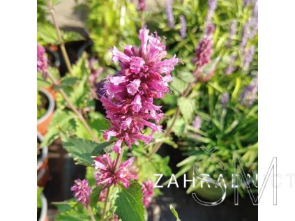 Agastache rugosa 'Danish Delight'  Agastache svraskalá 'Danish Delight'