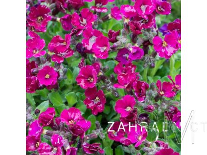 Aubrieta del. 'Axcent™ Burgundy '  Tařička kosníkovitá 'Axcent™ Burgundy '