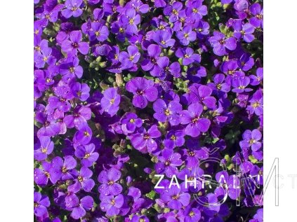 Aubrieta hyb. 'Glacier Blue'  Tařička zahradní 'Glacier Blue'