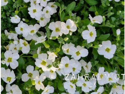 Aubrieta del. 'Axcent™ White'  Tařička kosníkovitá 'Axcent White'