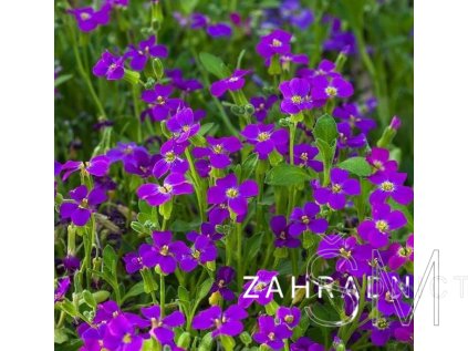 Aubrieta del. 'Audrey™ Purple Shades'  Tařička kosníkovitá  'Audrey™ Purple Shades'