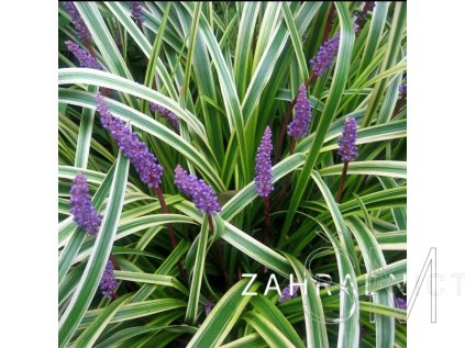 Liriope musc. 'Variegata'  Podzimní modřenec (Sedoulek)