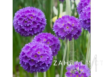 Primula dent. 'Blue'  Prvosenka - petrklíč 'Blue'