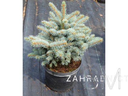 Picea pungens 'Glauca Globosa'  Smrk pichlavý 'Glauca Globosa'