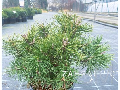 Pinus sylvestris 'Candles'  Borovice lesní  'Candles'