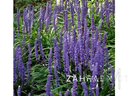 Liriope musc. 'Wildform'  Podzimní modřenec